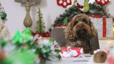 ASDA Money - Christmas Campaign Content